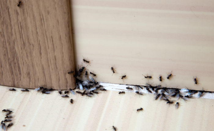 Pest Control Marketing Service