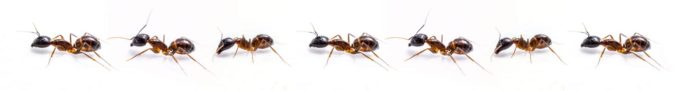 Ants lined up in a row, showcasing pest behavior relevant to pest control marketing strategies.